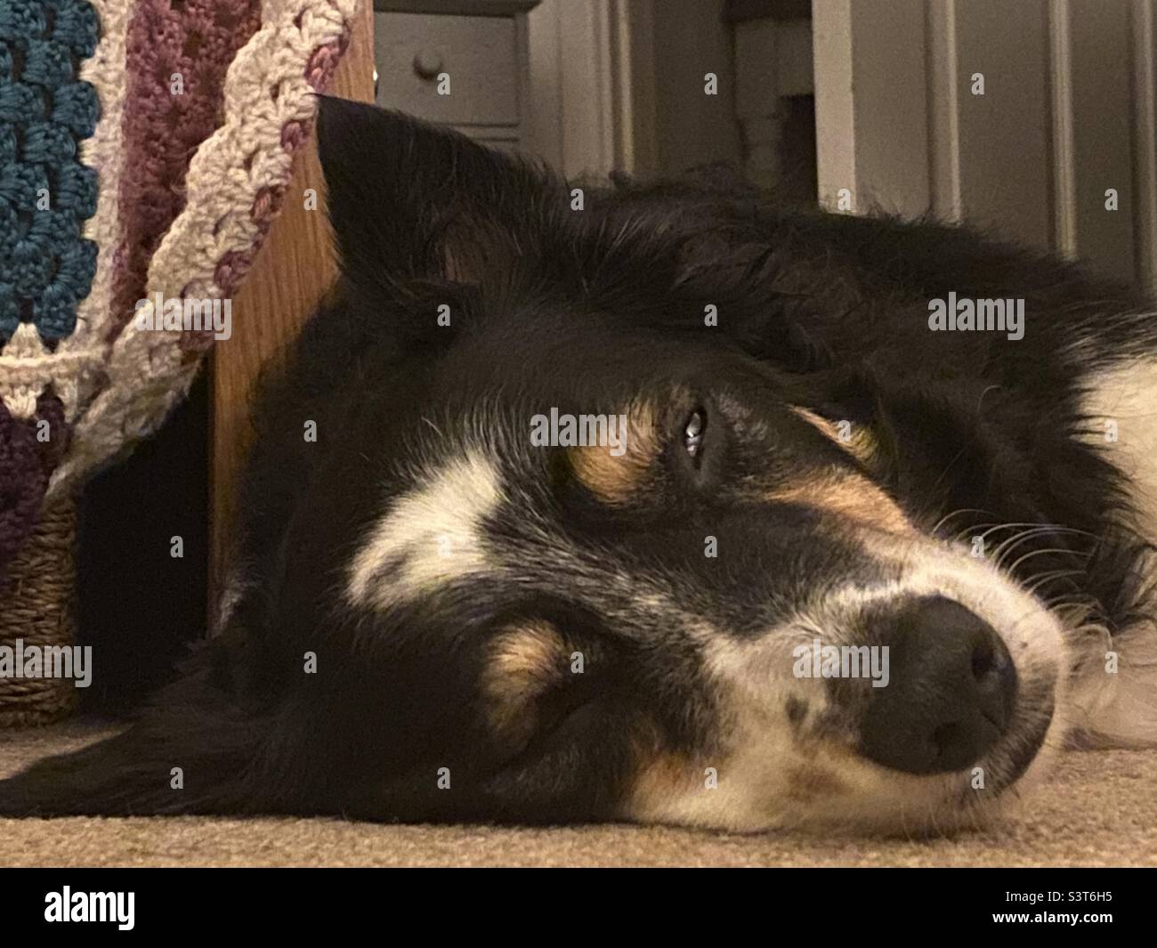 Let sleeping dogs lie Stock Photo Alamy
