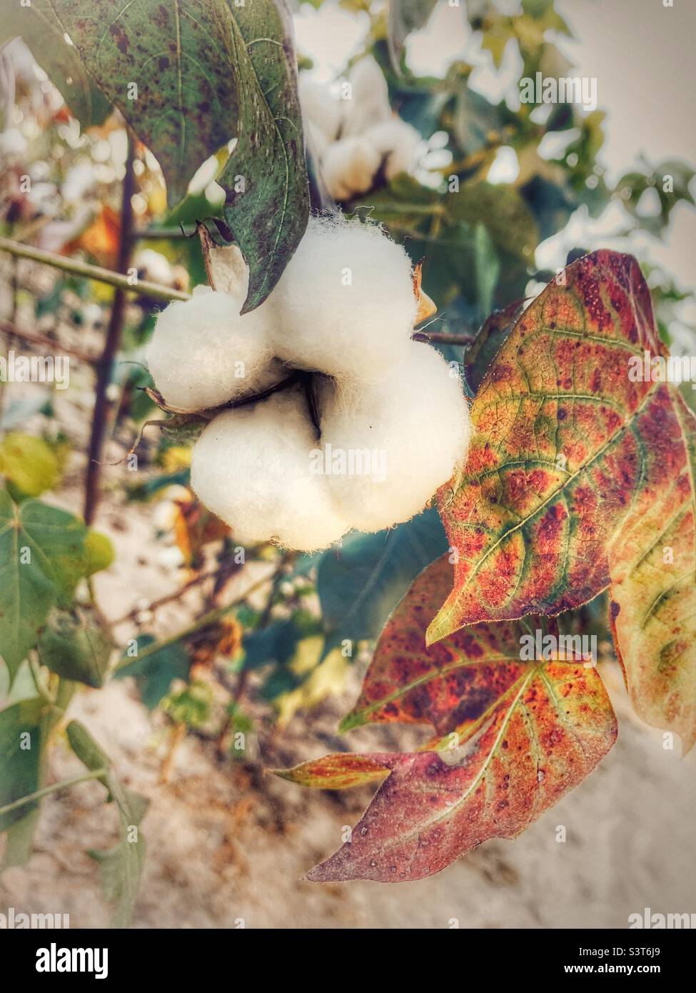 Cotton boll in Alabama field at harvest time Stock Photo Alamy