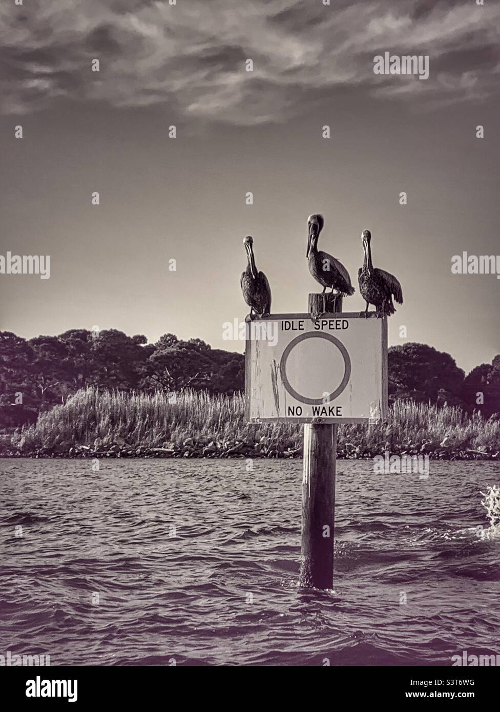 Pelicans on no wake sign in Mobile bay on hot summer morning Stock Photo