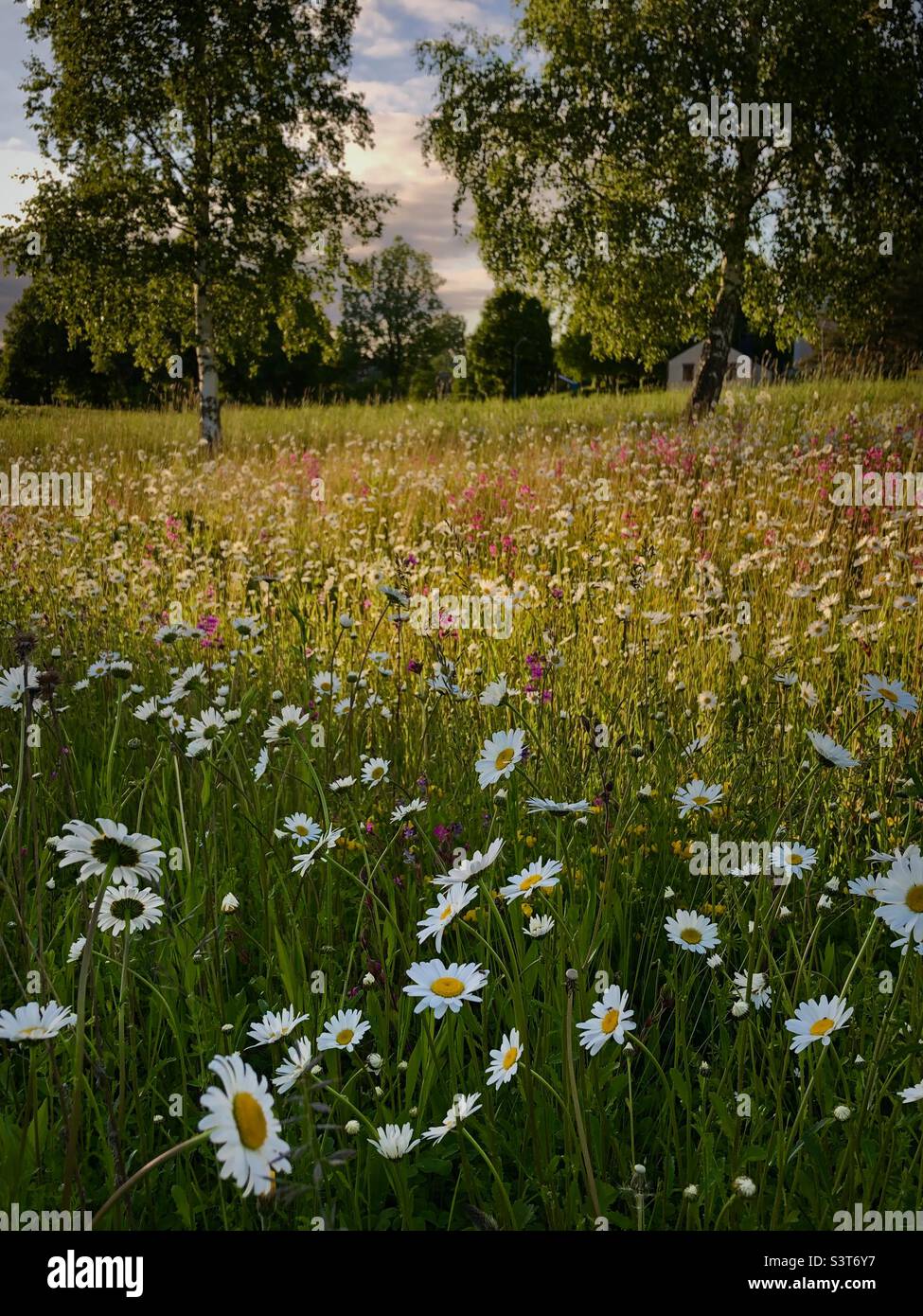 meadow-with-ox-eye-daisy-in-a-warm-summer-glow-with-dreamy-summer