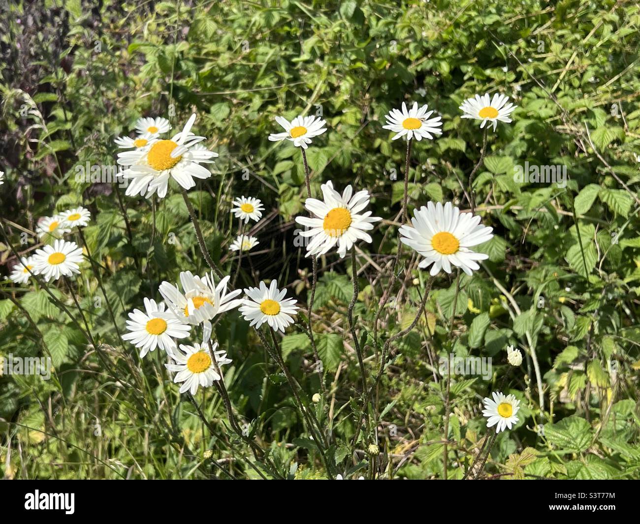 Daisy type flower growing in the hedgerow Stock Photo - Alamy