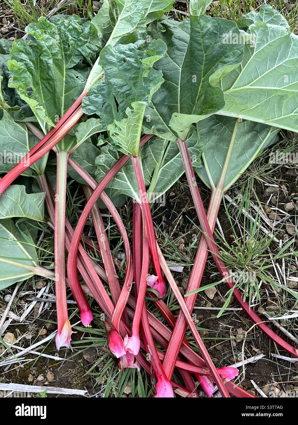 Rhubarb freshly pulled from allotment - Smartphone Captured Stock Image