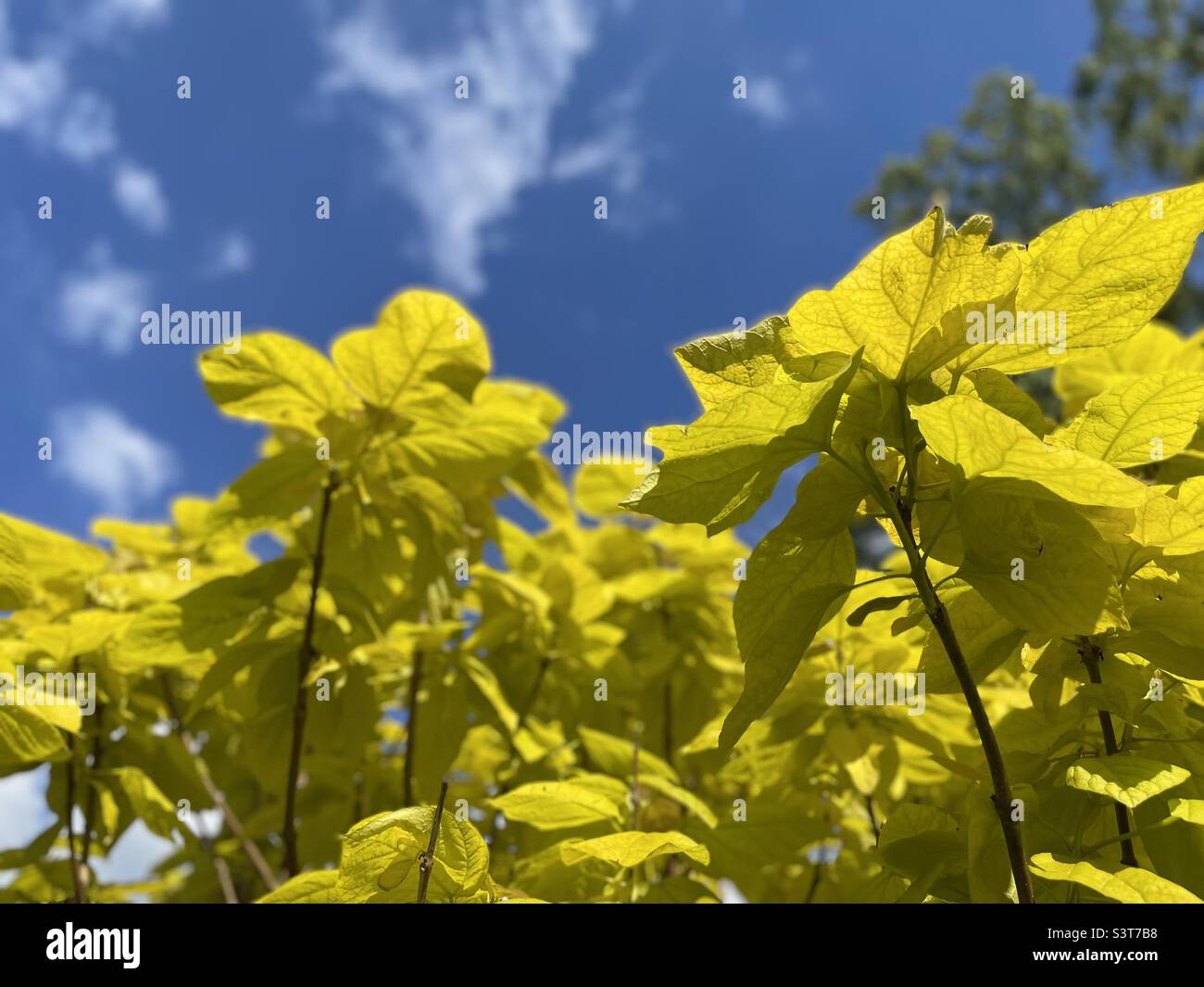 Japanese tree in English garden 2022 golden hour Stock Photo Alamy