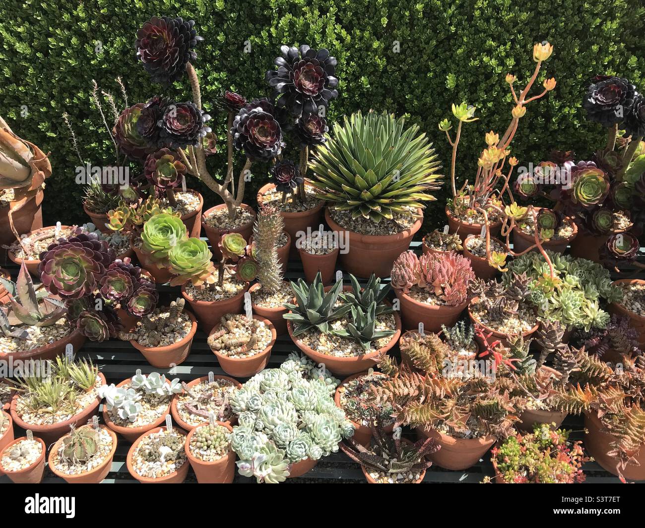 Succulent plants display Stock Photo