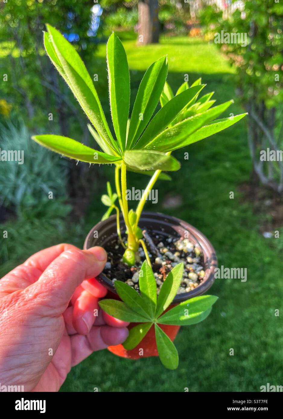 Hand holding a young potted Lupin plant. Stock Photo
