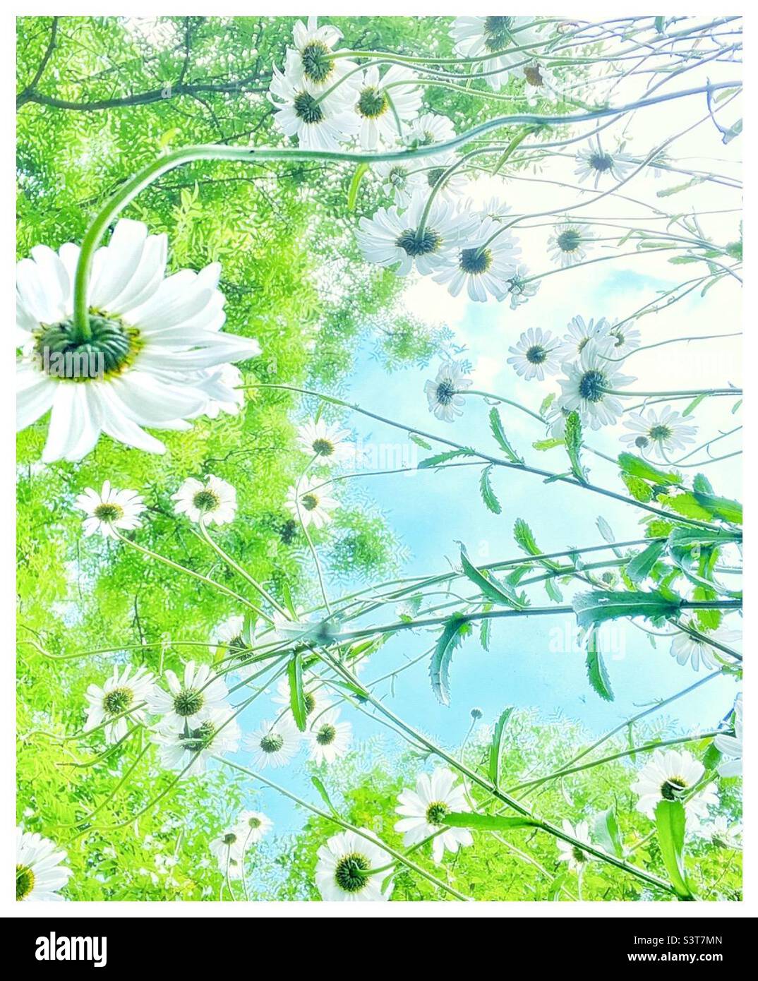 Summer daisies. - Smartphone Captured Stock Image