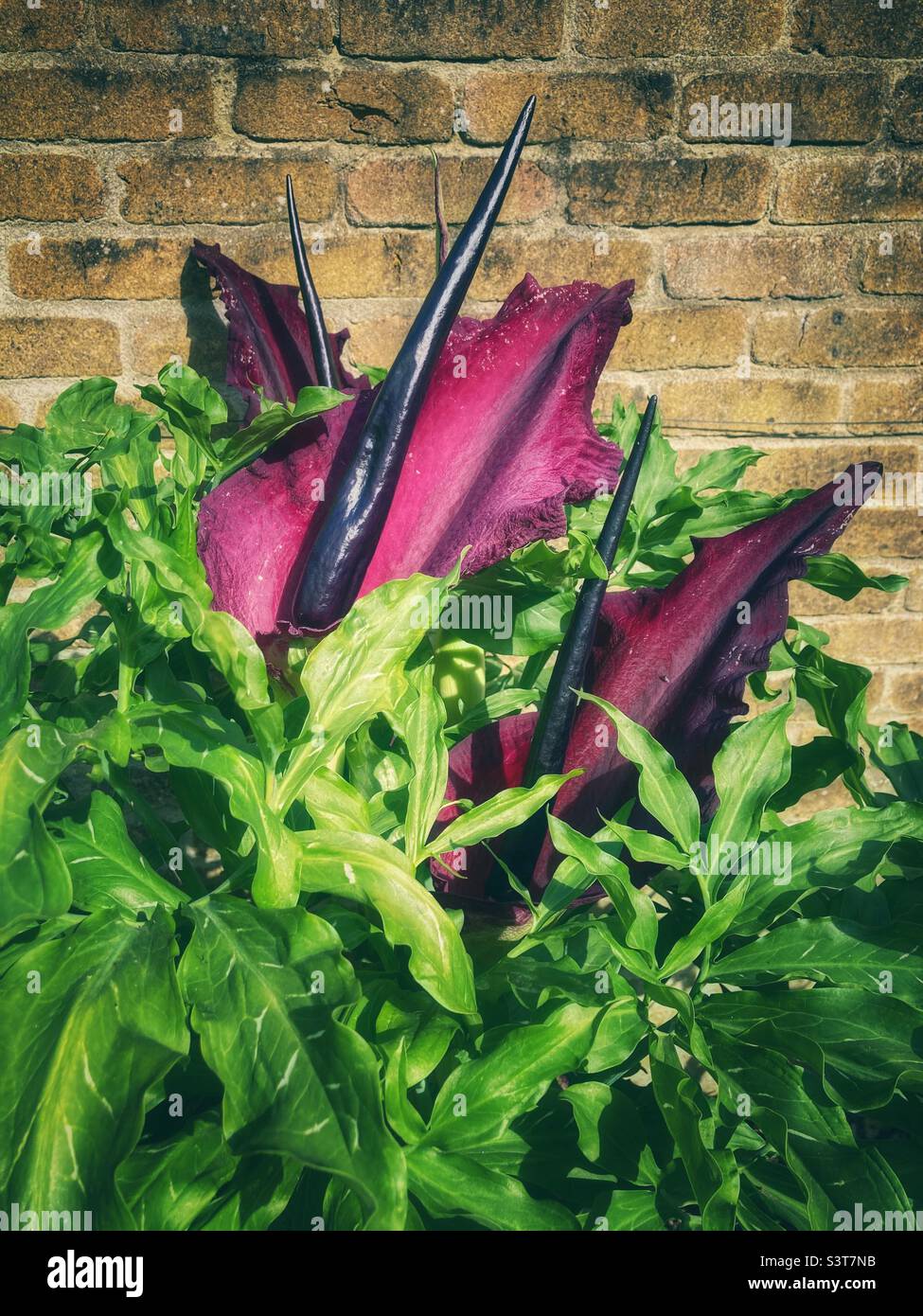 Dracunculus vulgaris or Dragon Arum, a large deep purple hooded lily with a black-purple spadix. - Smartphone Captured Stock Image