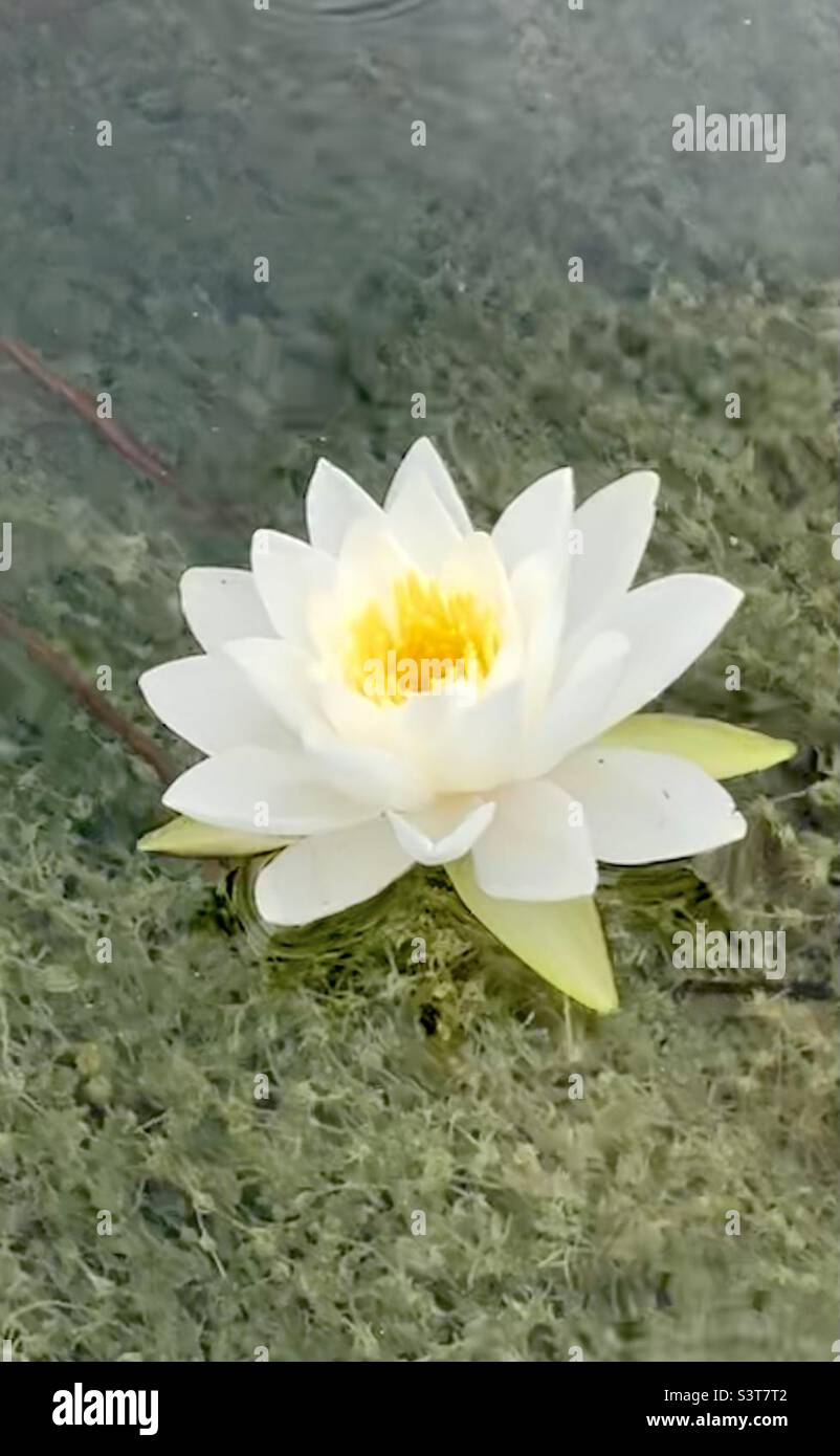 Water lily in full bloom over crystal clear water. - Smartphone Captured Stock Image