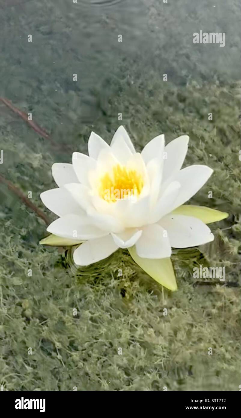 Water lily in full bloom over crystal clear water. Stock Photo