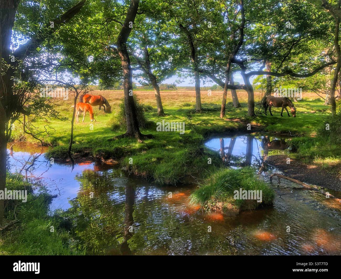 New Forest Ponies grazing edge of forest and winding stream in springtime Stock Photo