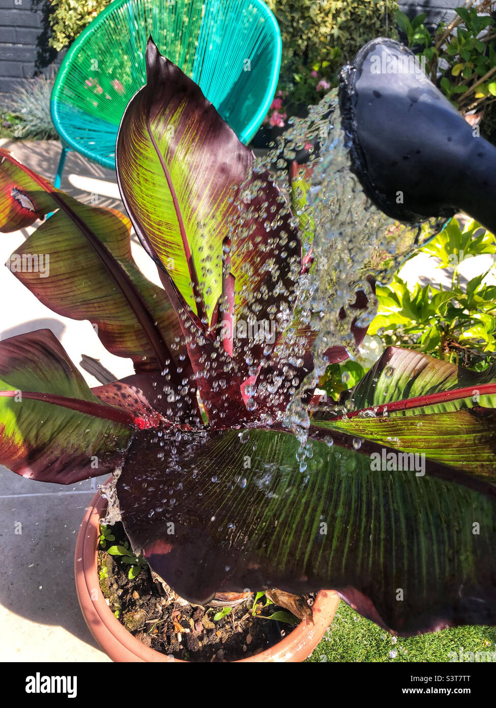 Watering banana tree Stock Photo Alamy