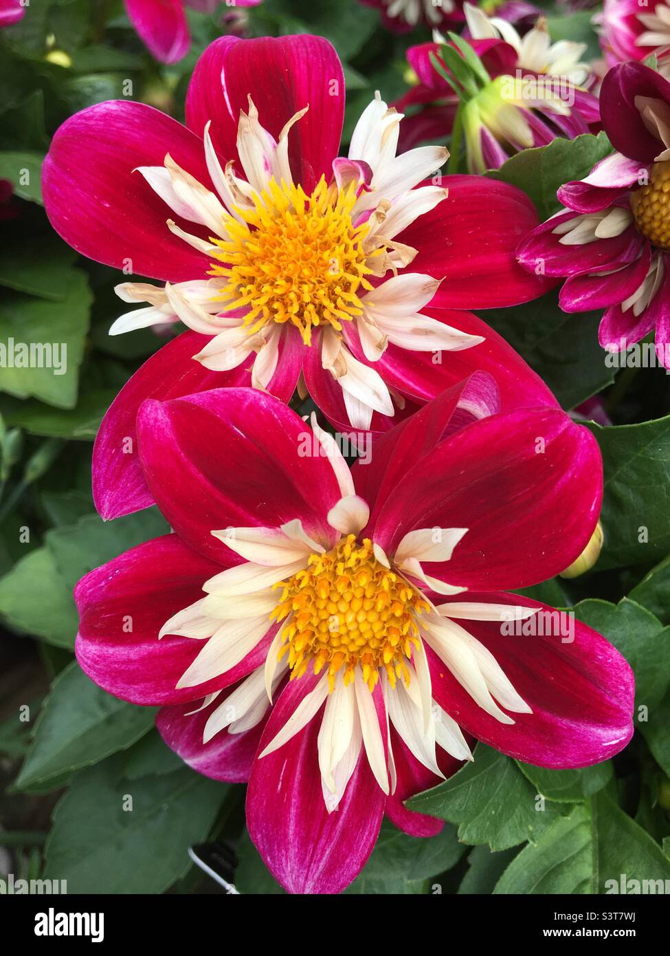 Rose and white dahlia flower, Goldalia. - Smartphone Captured Stock Image
