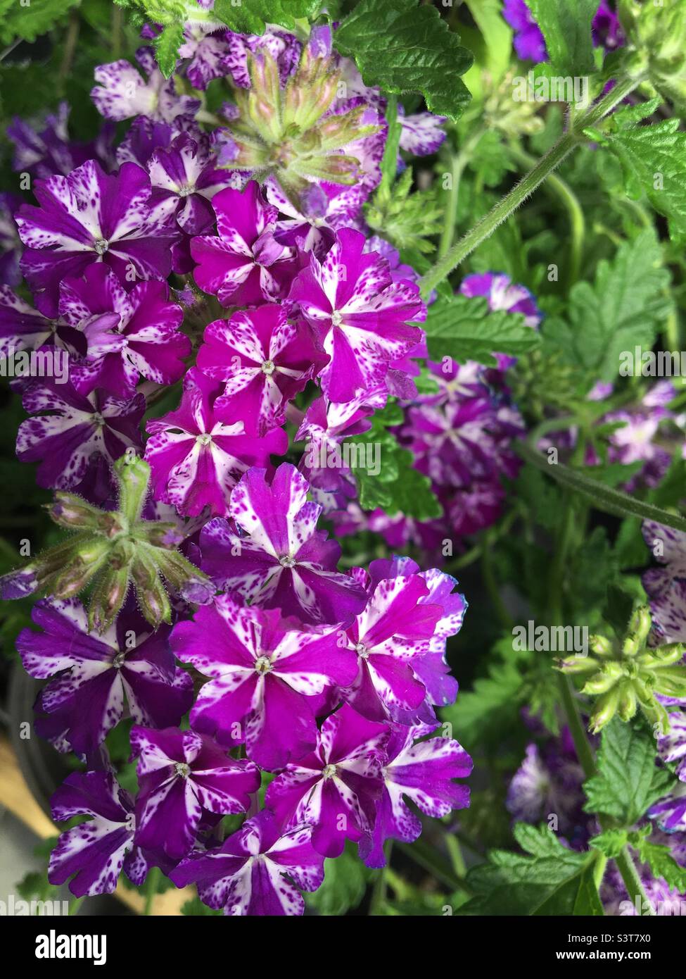 Verbena trailing Lanai, Purple Star. Purple and white flower in blt - Smartphone Captured Stock Image