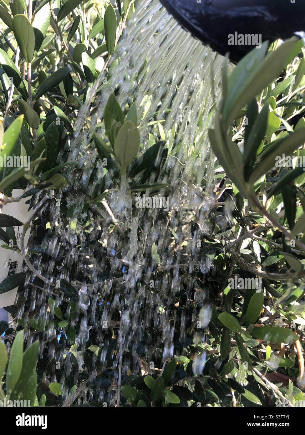 Plant being watered Stock Photo Alamy