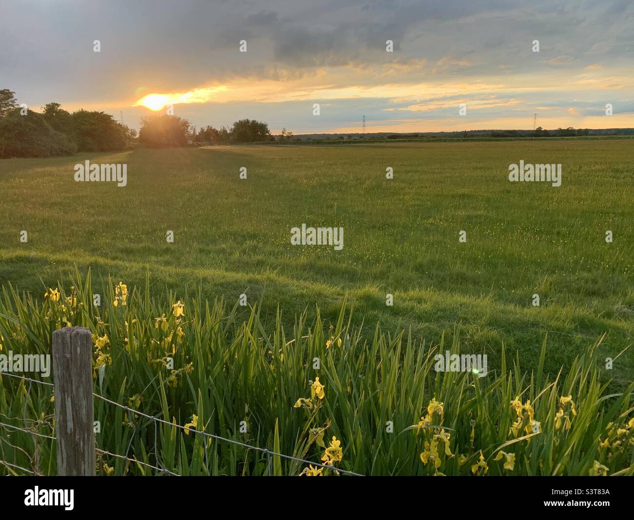 Hazy sunset over field with yellow iris in foreground Stock Photo