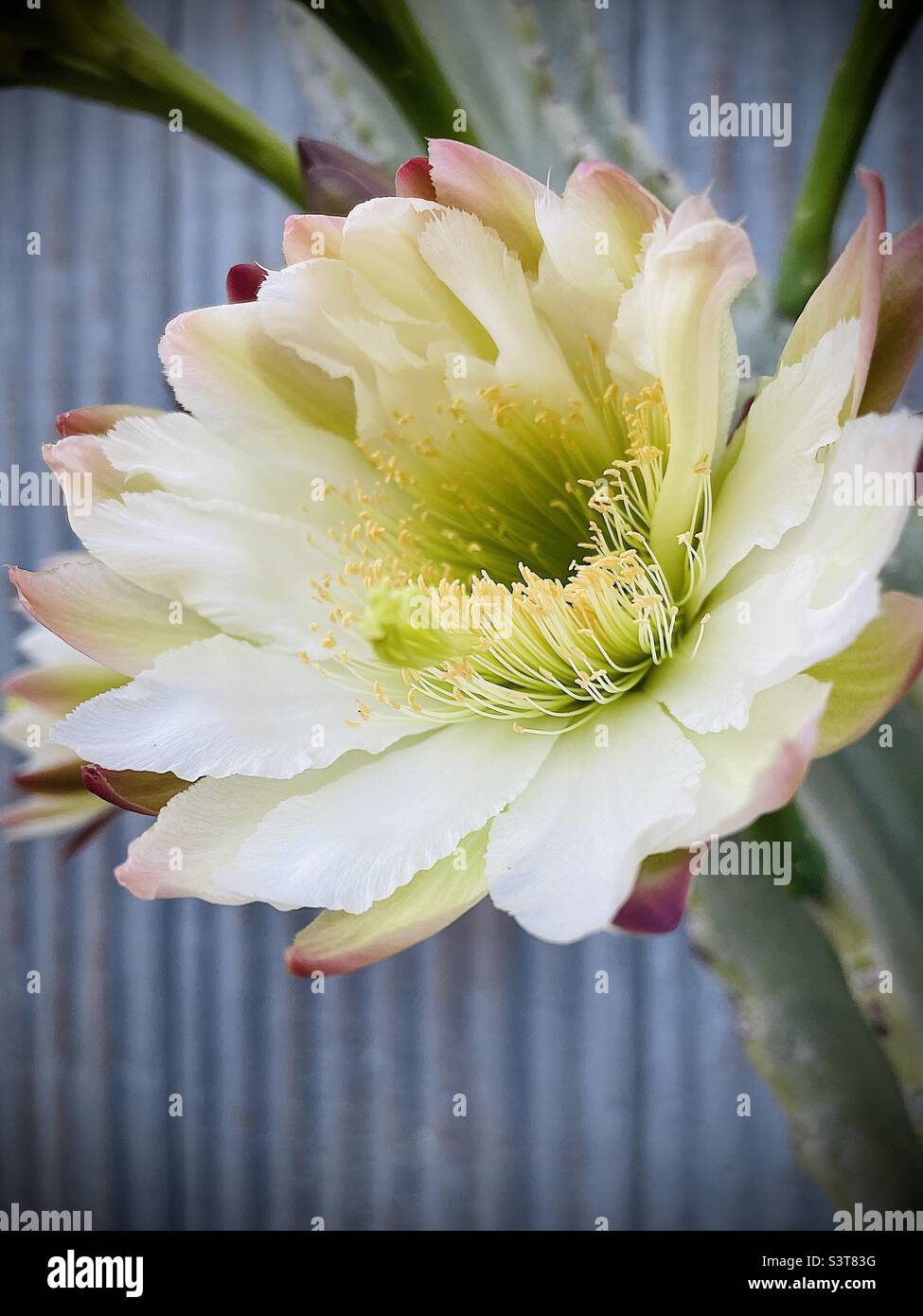 San Pedro Cactus bloom Stock Photo Alamy