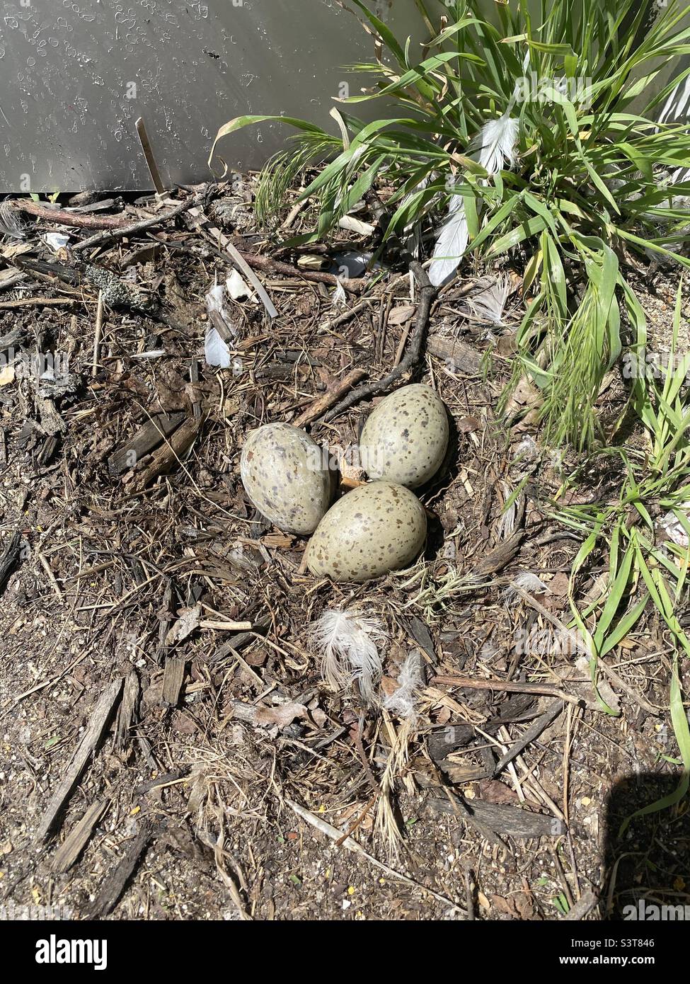 Seagull eggs, sitting on the top deck of a parking garage.  Totally out in the open. Stock Photo