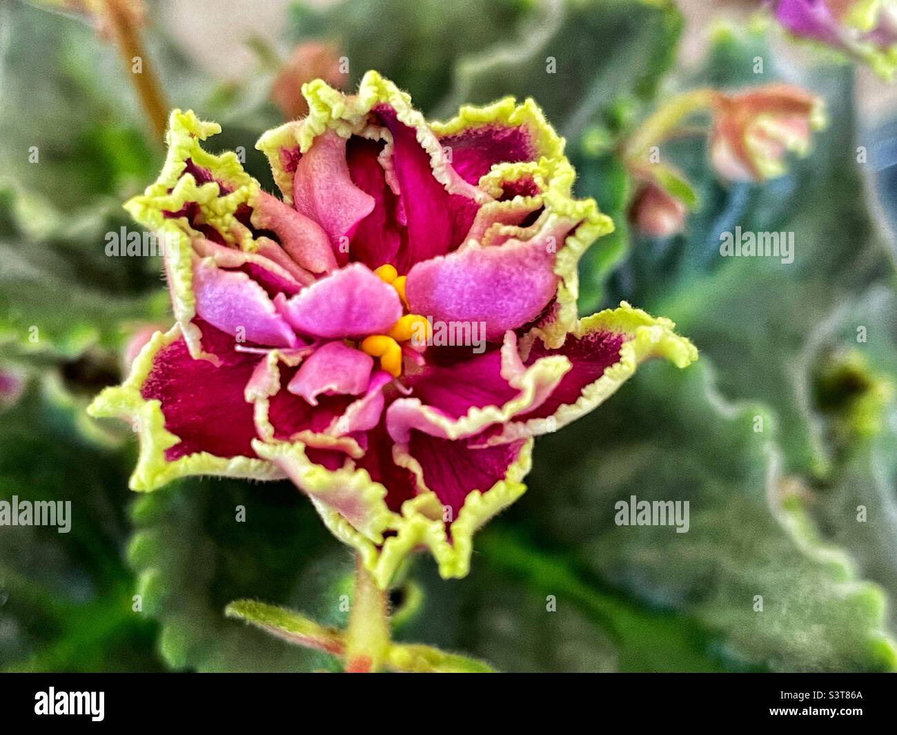 An exotic frilly flower of an.African violet variety. - Smartphone Captured Stock Image