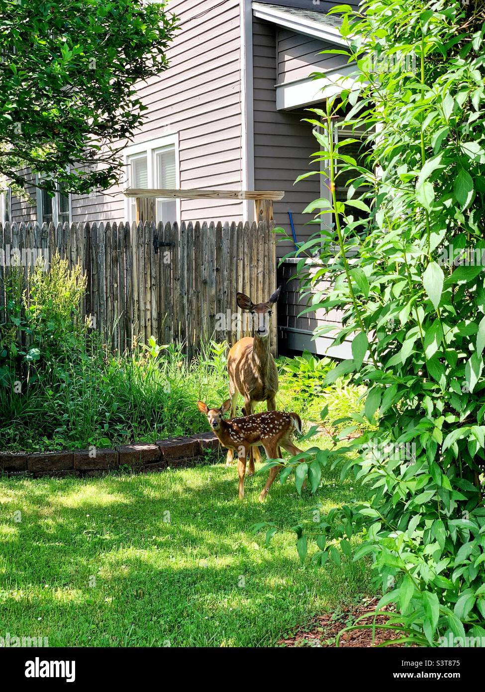 Deer, doe with fawn, in front yard of suburban home. Lake spring, upstate New York Stock Photo