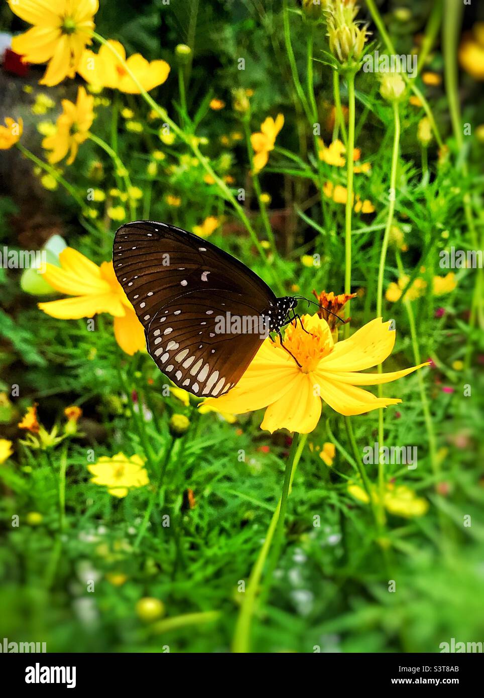 Beautiful butterfly collecting honey from Cosmo flower Stock Photo Alamy