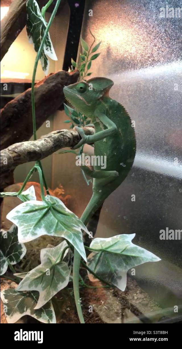 Green lizard at pet store Stock Photo Alamy