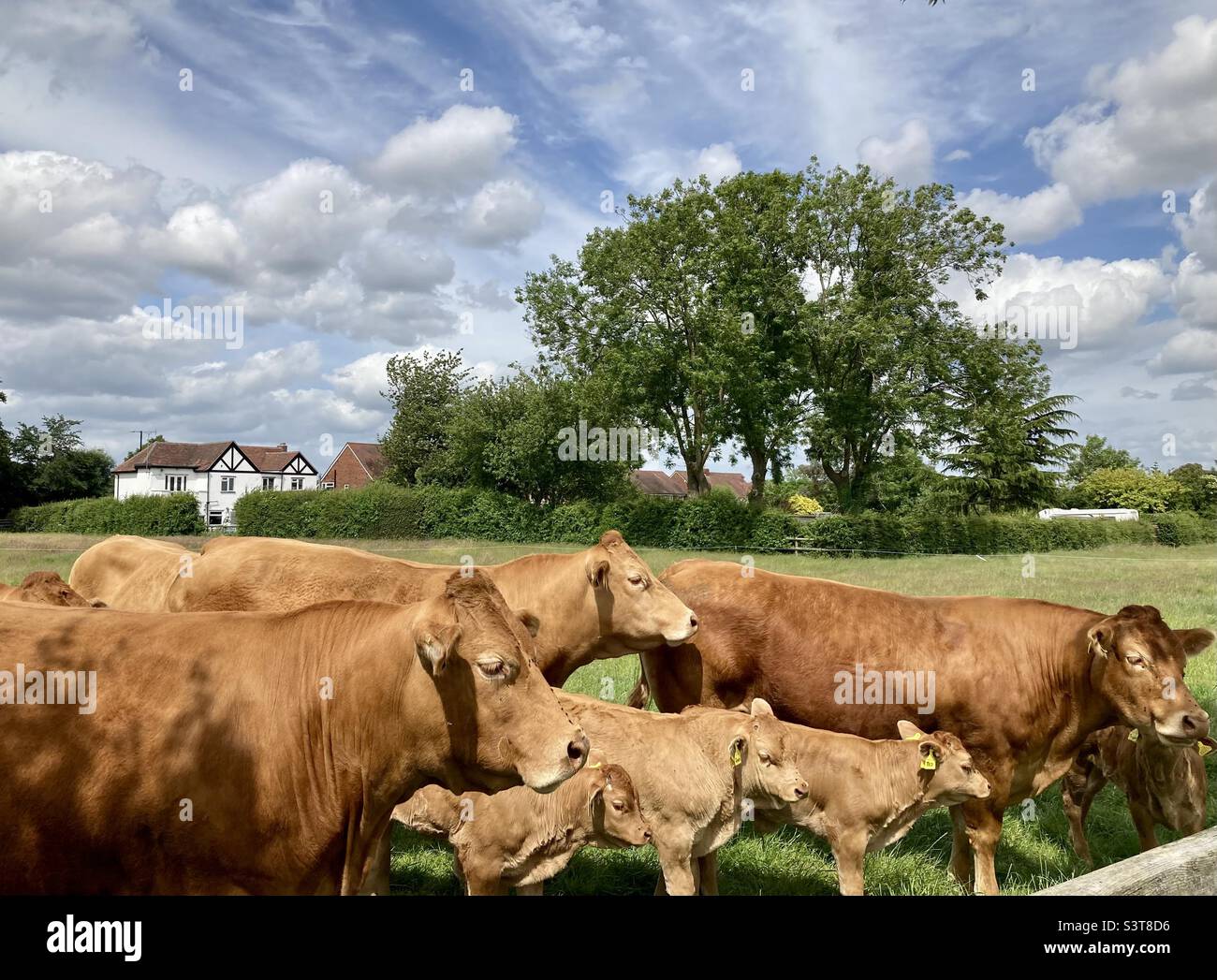 A herd of pedigree Limousine cows with their calves in a green field - Smartphone Captured Stock Image