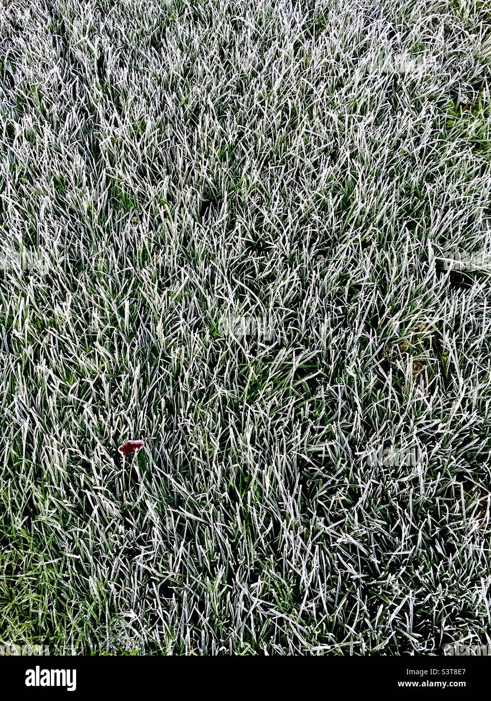 Green grass covered in frost. Winter coming. Seasons changing. Very cold.  Morning. Night. Overnight. Frozen. Blades of grass. Fine detail. Natural backdrop. - Smartphone Captured Stock Image