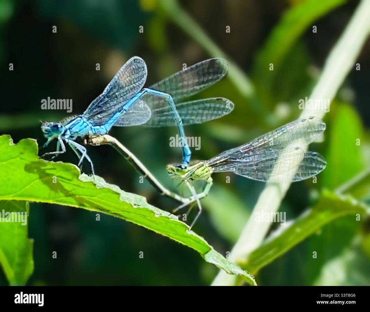 Azure Damselfly - Smartphone Captured Stock Image