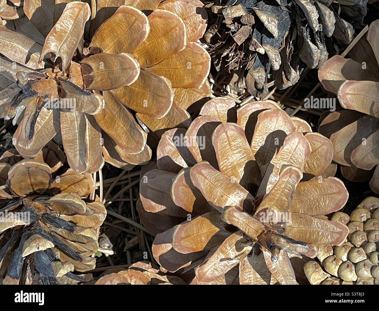 A grouping of fallen pine cones taken close up makes for a pleasing natural abstract image. Stock Photo