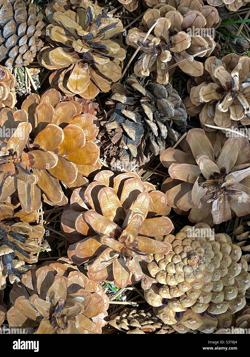 A grouping of fallen pine cones taken close up makes for a pleasing natural abstract image. Stock Photo