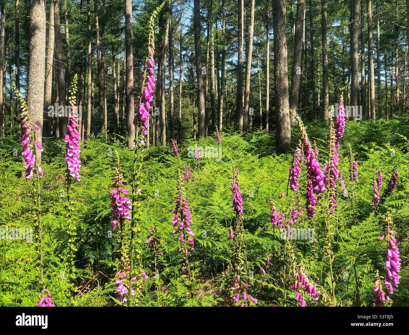 Foxgloves growing through ferns in a Pine forest clearing in the New Forest National Park, Hampshire United Kingdom - Smartphone Captured Stock Image