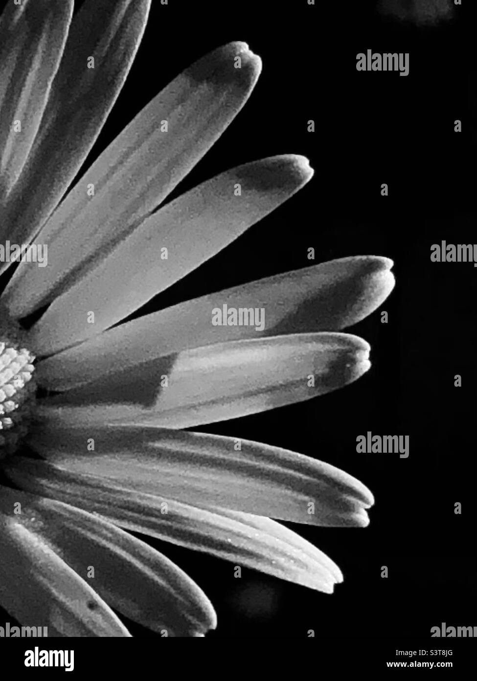 The common daisy (Leucanthemum vulgare), also known as the ox-eye daisy or oxeye daisy, dog daisy, or moon daisy. - Smartphone Captured Stock Image