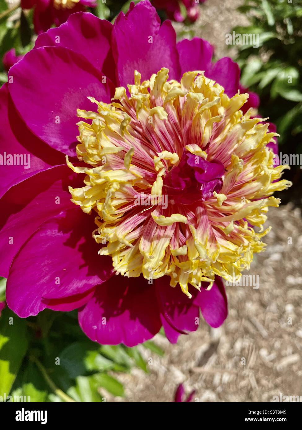 Pink and yellow peony Stock Photo Alamy
