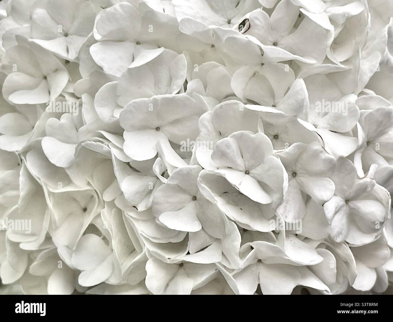 A close-up shot of a “snowball” on the snowball bush in our backyard in Utah, USA. Getting in close makes a really unique natural abstract. - Smartphone Captured Stock Image