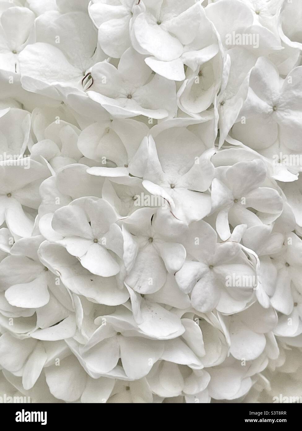 A close-up shot of a “snowball” on the snowball bush in our backyard in Utah, USA. Getting in close makes a really unique natural abstract. - Smartphone Captured Stock Image