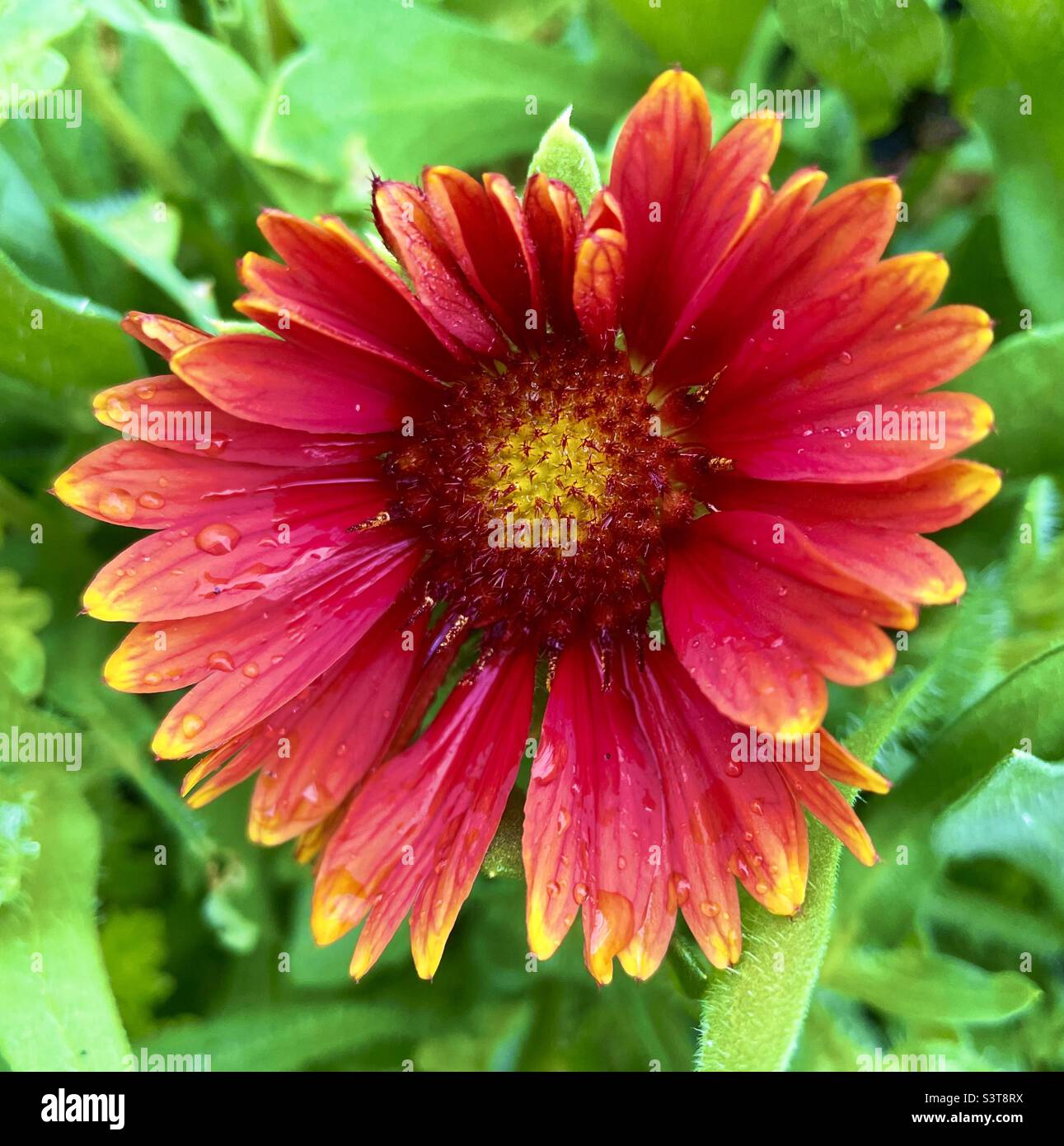 Orange blanket hires stock photography and images Alamy