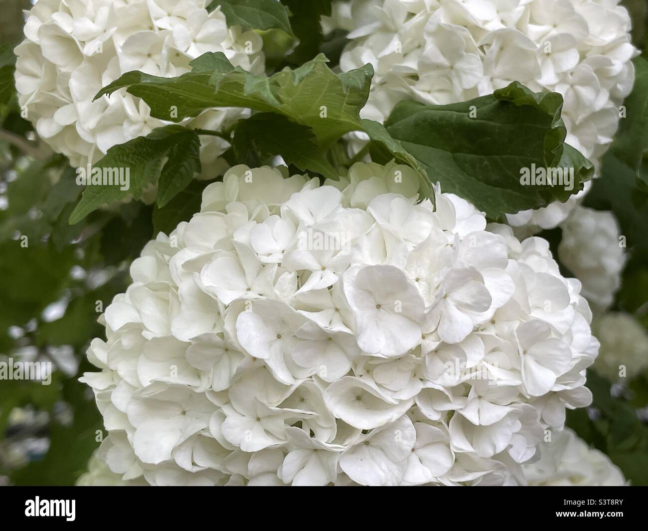 A close-up shot of some of the “snowballs” on the snowball bush in our backyard in Utah, USA. Velvety and lush plant of green and white. - Smartphone Captured Stock Image