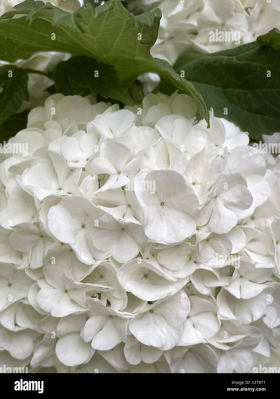 A close-up shot of some of the “snowballs” on the snowball bush in our backyard in Utah, USA. Velvety and lush plant of green and white. - Smartphone Captured Stock Image