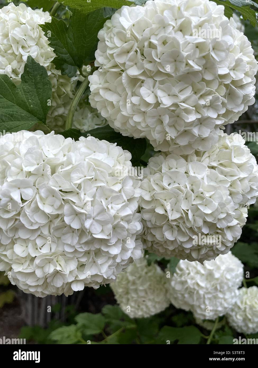 A shot of some of the “snowballs” on the snowball bush in our backyard in Utah, USA. Velvety and lush plant of green and white. - Smartphone Captured Stock Image