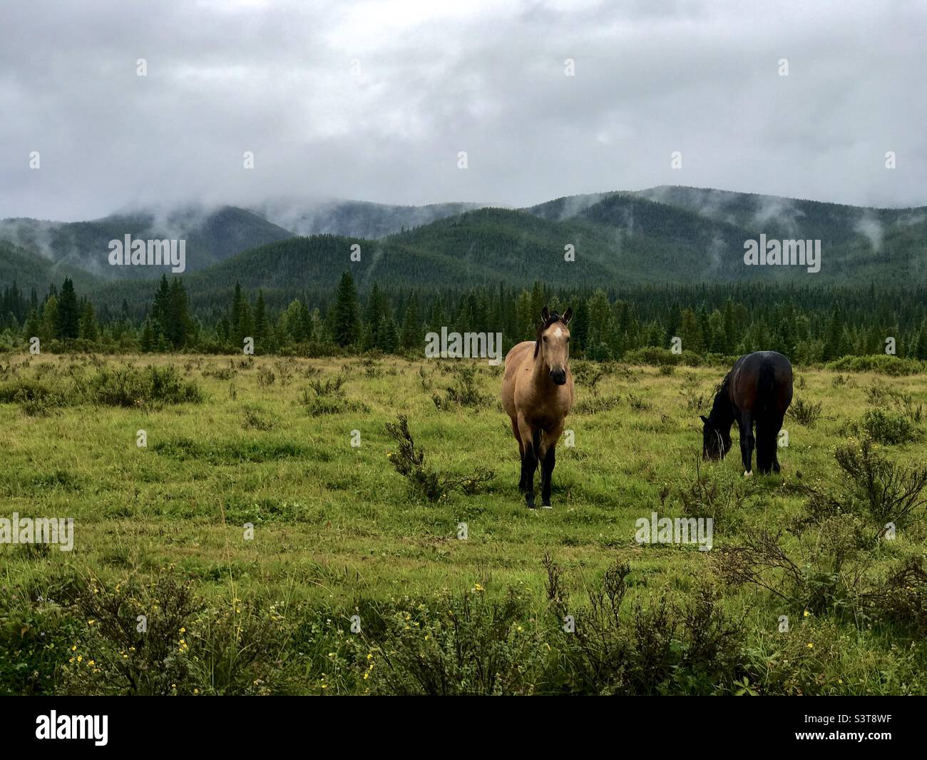 Wild Horses in Alberta Stock Photo