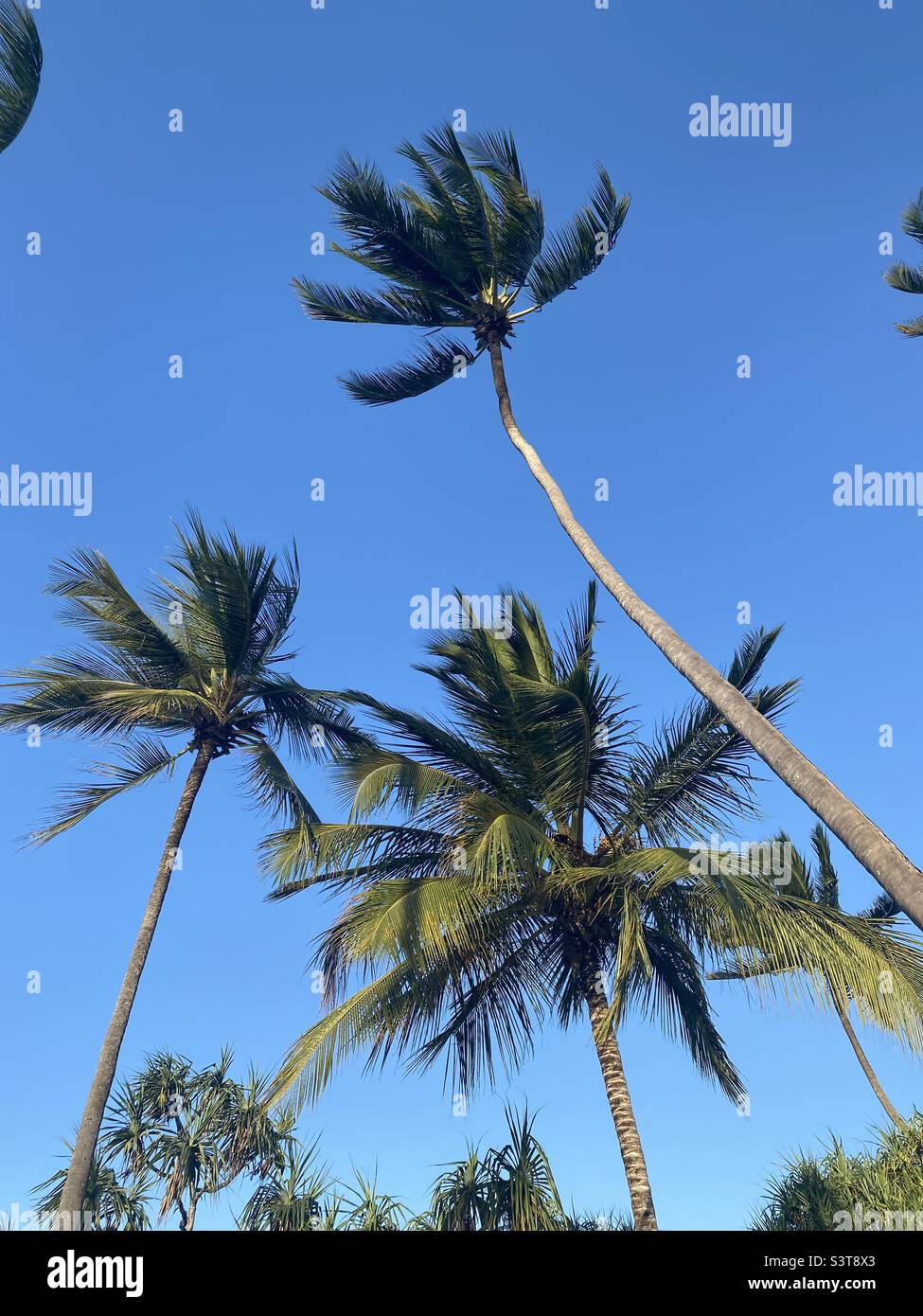 Blues skies and palm trees dreaming Stock Photo Alamy