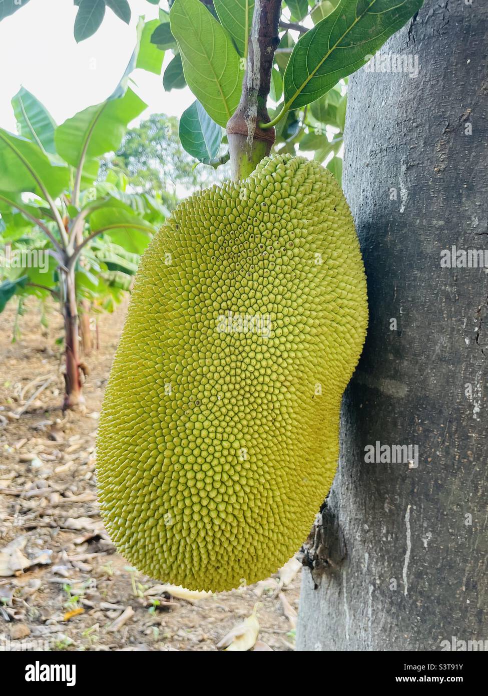 Jackfruit tree leaves hires stock photography and images Alamy