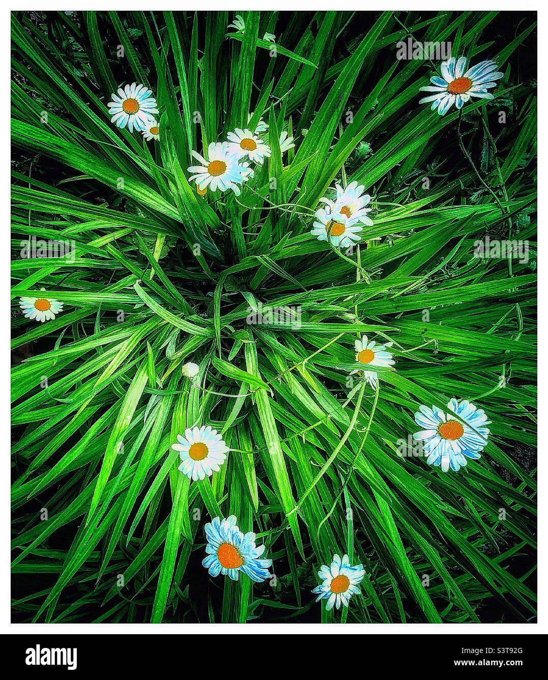 Daisies and long grass Stock Photo