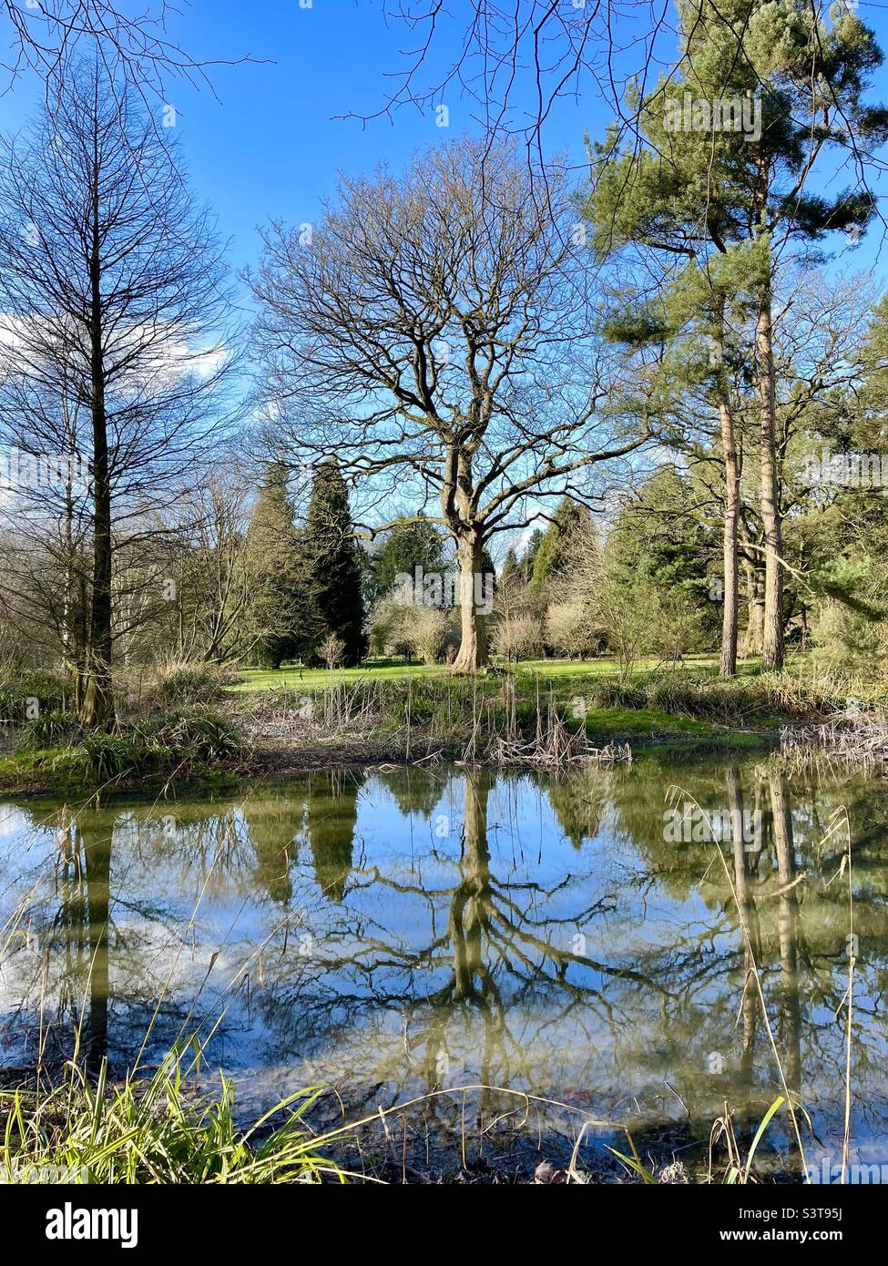 Early March Spring day at The Lovell Quinta Arboretum in Swettenham, Cheshire Stock Photo