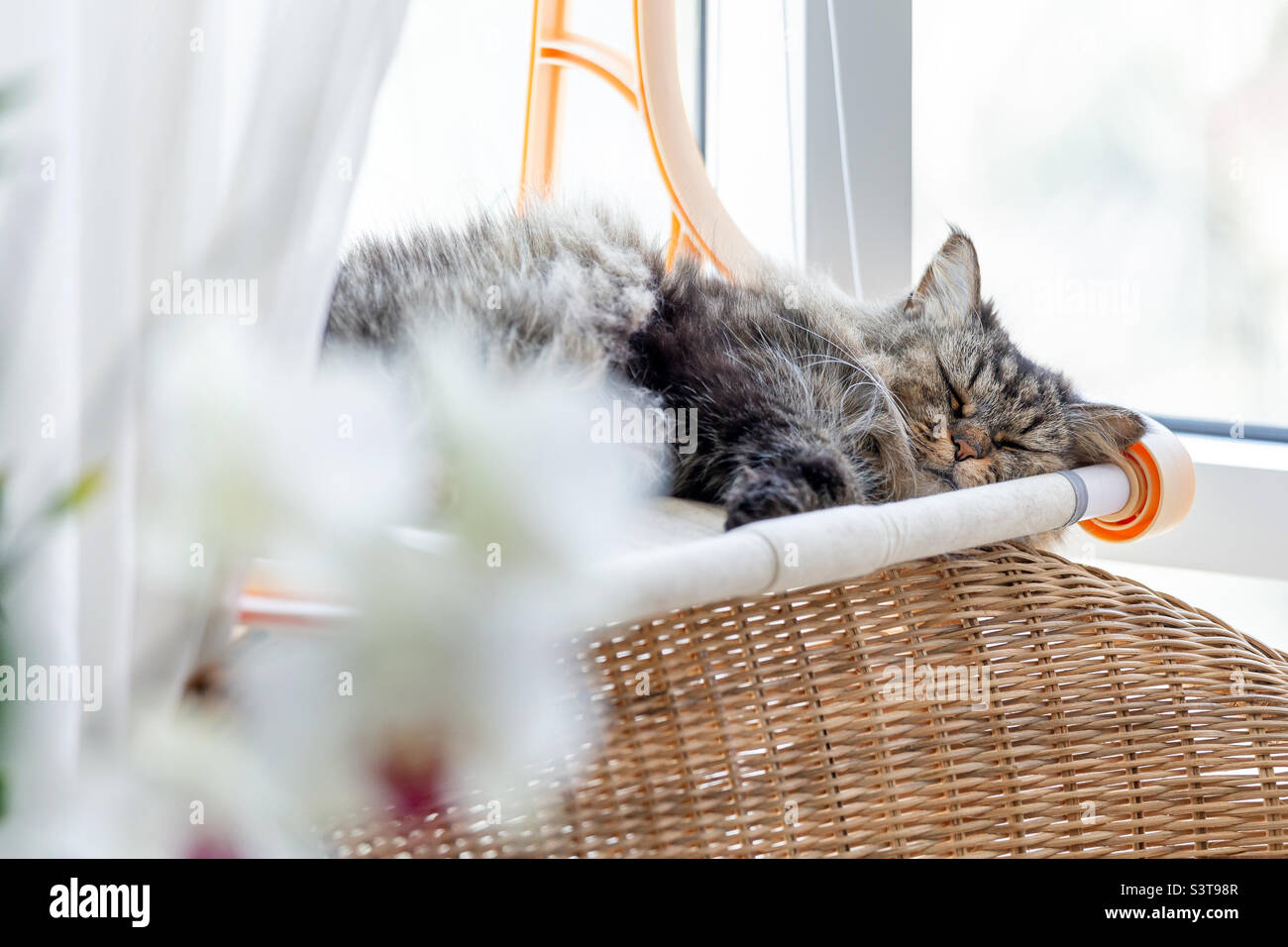 Cute fluffy cat sleeping at home in the morning sun Stock Photo