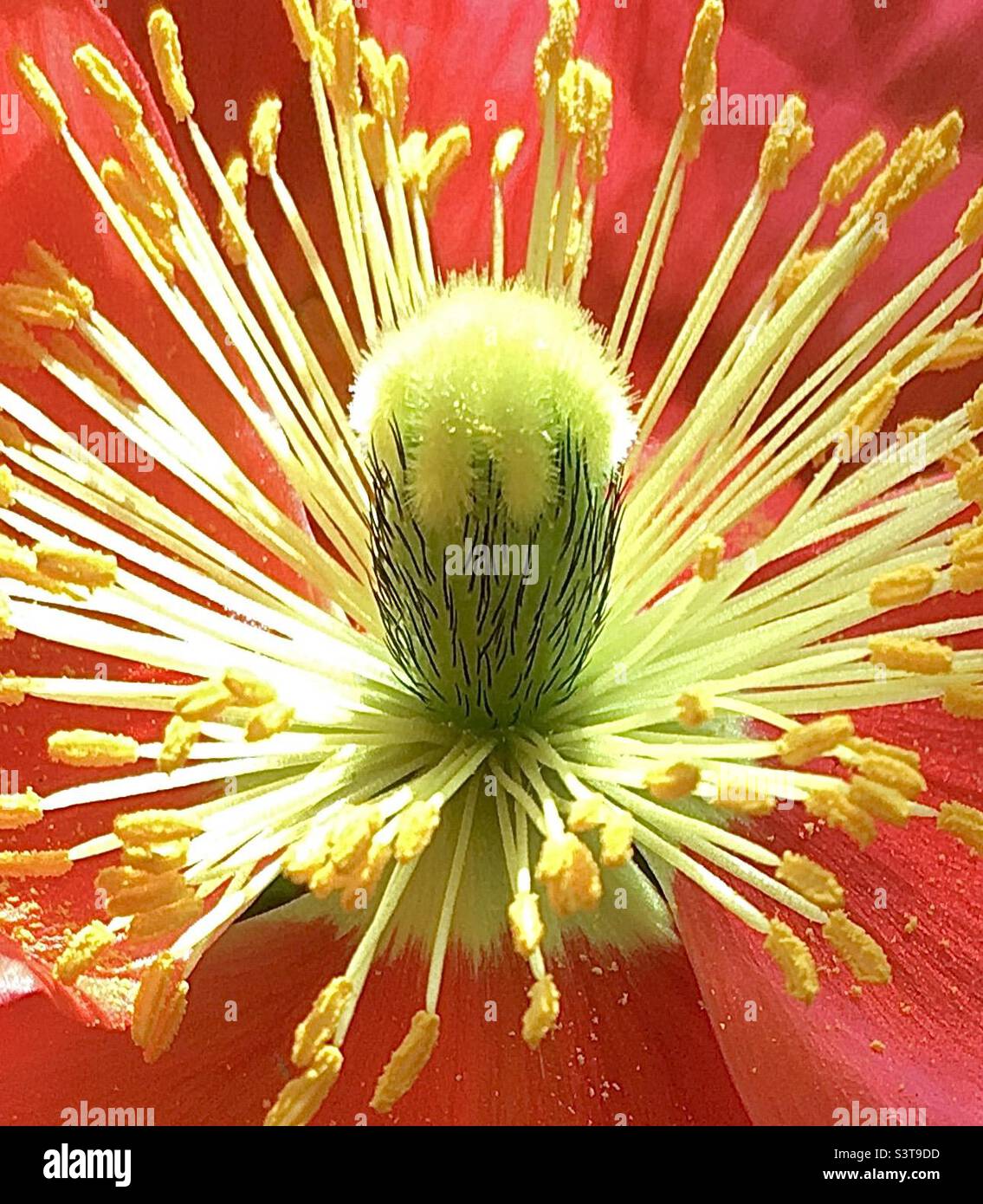Poppy, red, yellow, green, star burst, chi, energy, nature, life, joy - Smartphone Captured Stock Image