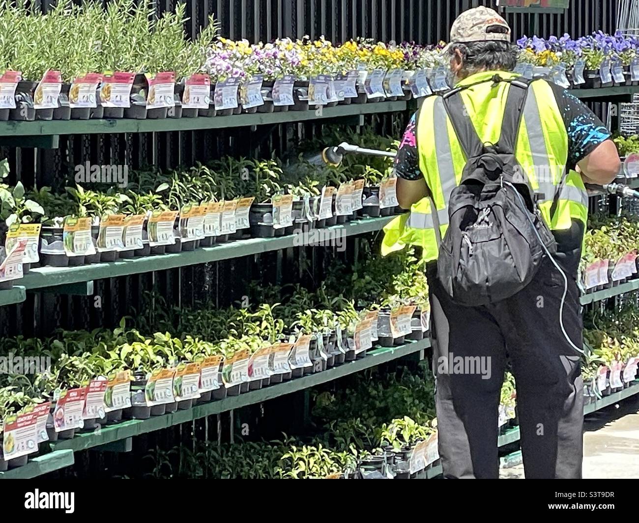 Springtime at a local Utah, USA Walmart in the Garden Center. Here, an employee is watering the new plants and flowers, making sure they stay fresh and healthy. - Smartphone Captured Stock Image