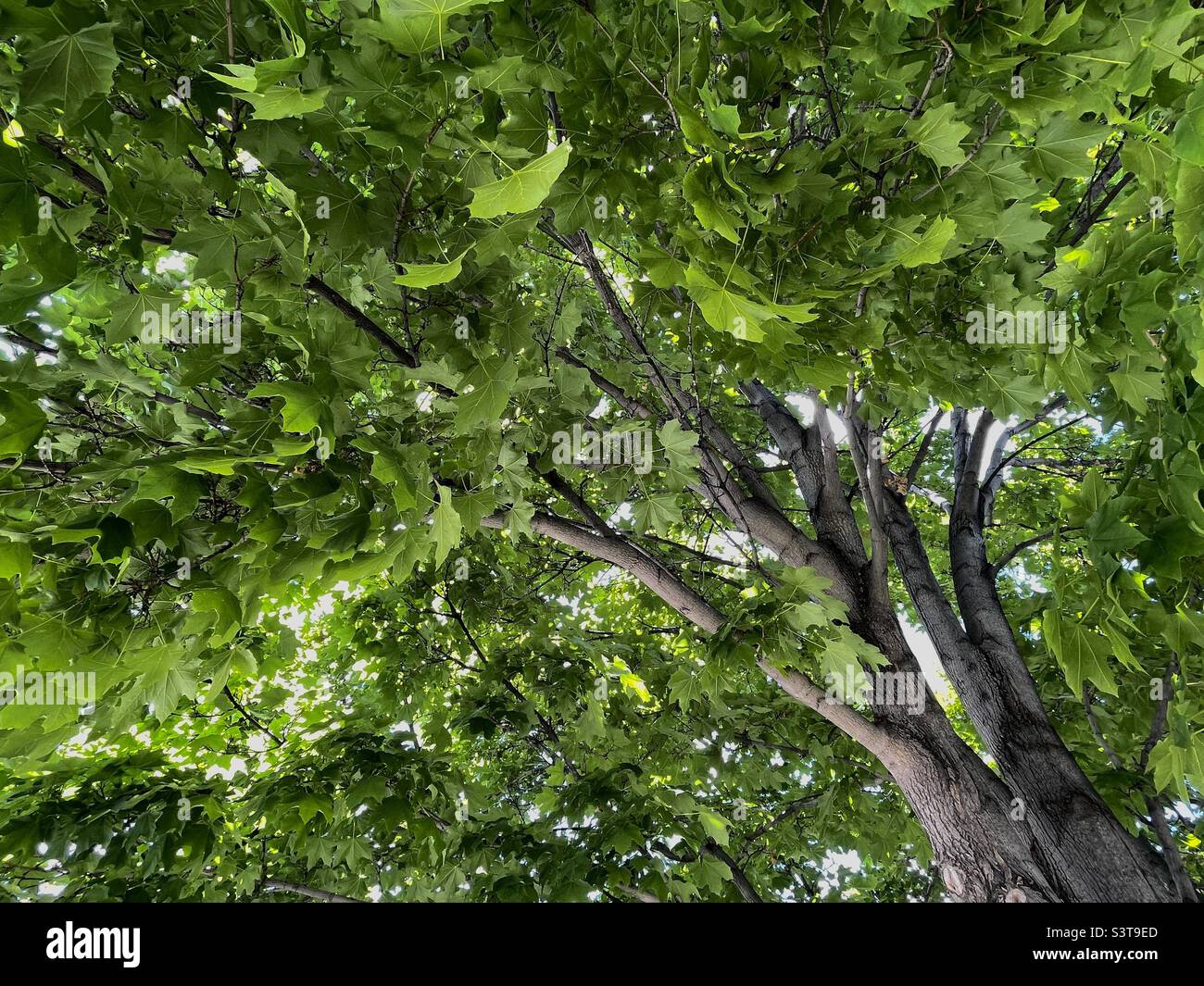 An upward view of a lush, green maple tree on a church grounds located in Utah, USA. - Smartphone Captured Stock Image