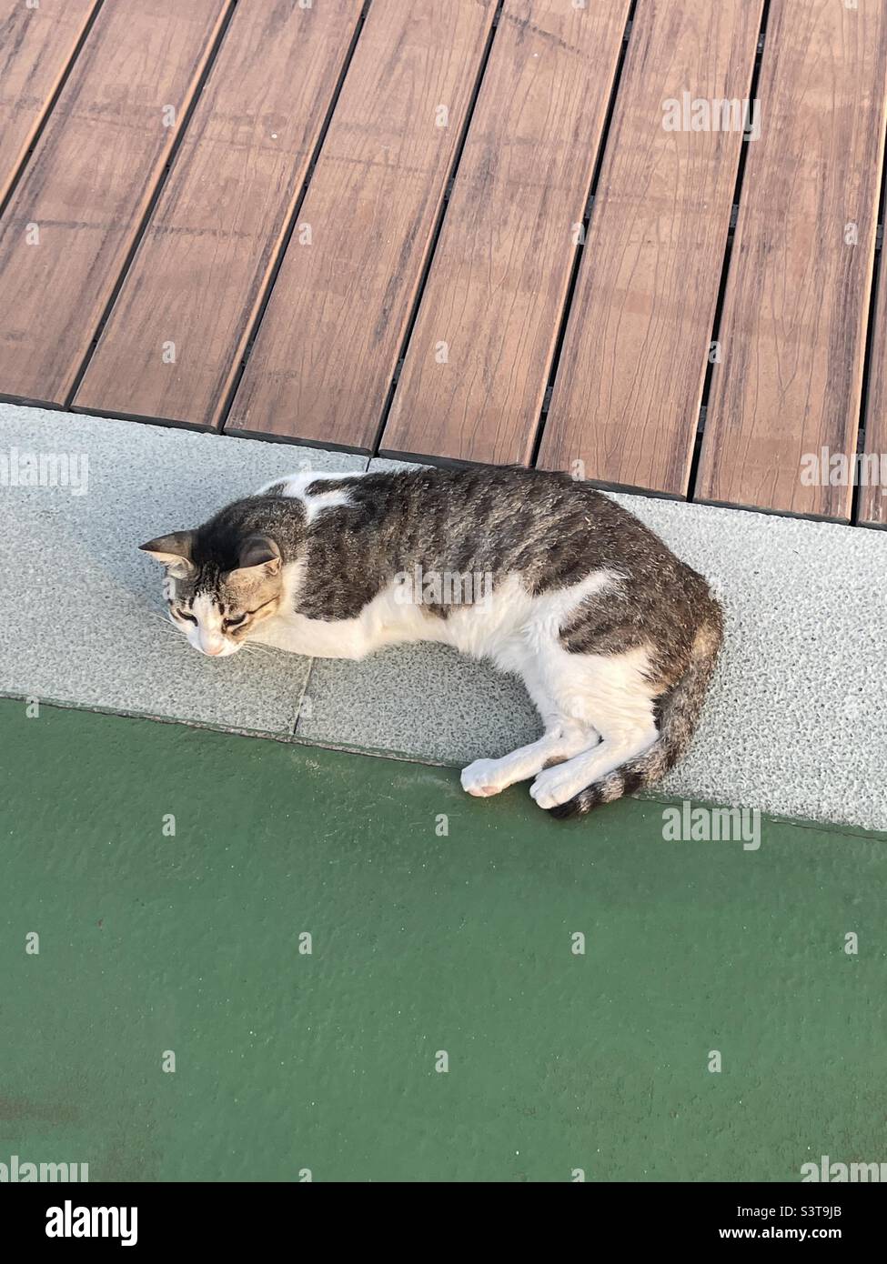 Cat on beach of Dubai Stock Photo Alamy
