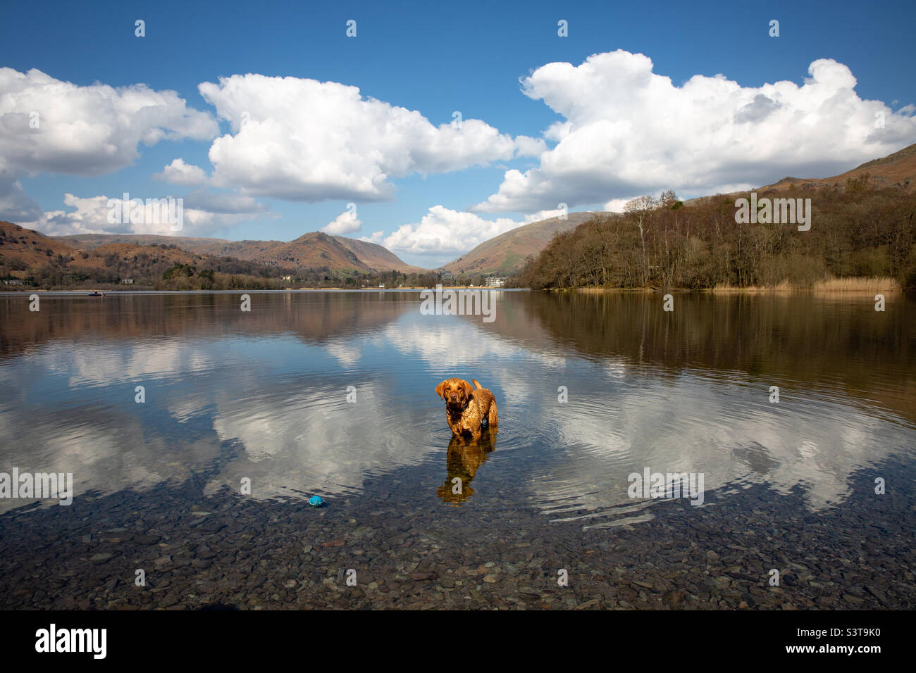 A naughty pet dog refusing to come out of a lake in the Lake District on Summer vacation Stock Photo